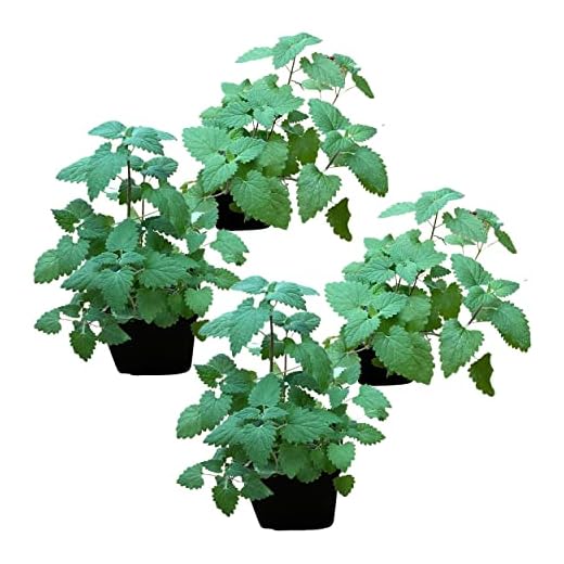 Herb (4 Pack) - Catnip (Nepeta), Aromatic & Cat-Friendly