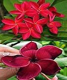 WE ARE SELLING SEEDS ONLY.Image is only for reference