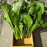 野沢菜長野県産５キログラム