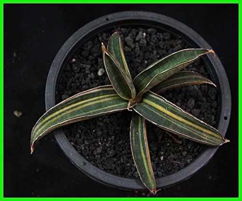 Amazon サンスベリア希少品種ピンクバット極上斑入sansevieria Pink Bat Variegated Rare サンセベリア斑入り人気種 観葉植物a2 観葉植物 オンライン通販