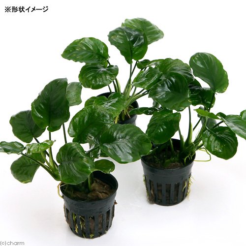 だ*い様 アヌビアス　ウィップリーフ ひごペットフレンドリーパームシティ和歌山店】水草のご紹介