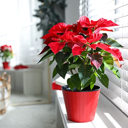 Poinsettia Plant - Indoor Christmas Plant, Real Live Plant, Real Festive Christmas House Plants Indoor Potted Plants (40-60cm)