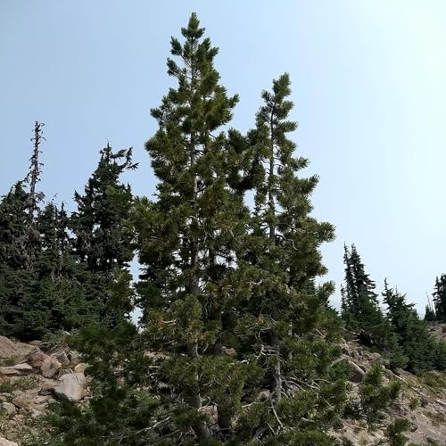 Ep. 568 - The Importance of Old Trees