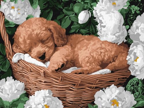 IDEYKA Pintura por números – Un caniche durmiente ©art_selena_ua Pintura por números para adultos, fácil de pintar por números para adultos, con marco, DIY como regalo, 30 x 40 cm