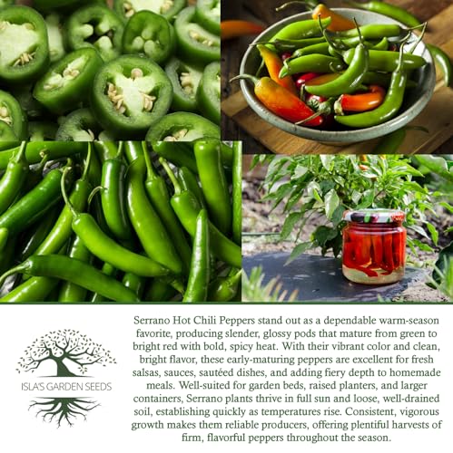 Serrano Hot Chili Pepper Seeds (Capsicum annuum ‘Serrano’) – 100+ Non-GMO & Heirloom Seeds by Isla’s Garden Seeds, Also Known as Serrano Peppers, Classic Spicy Variety for Summer Gardens, Gift Idea - Image 6