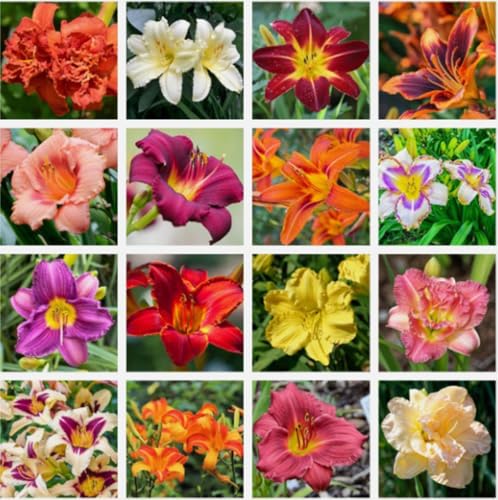50PCS Daylily Hemerocallis Seeds Mixed Color Day Lily Fine Flower Seeds