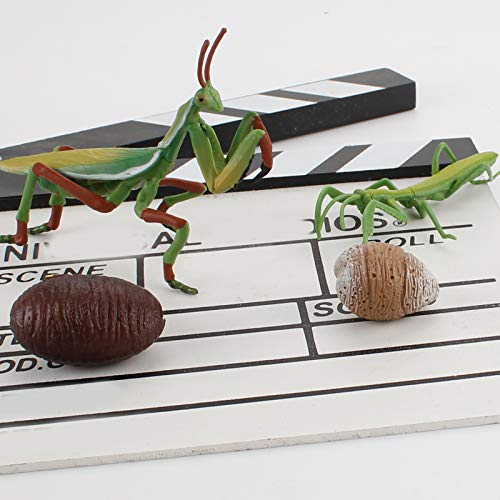 Fantarea 4 Pcs Realistic Insect Mantis Animal Life Cycle Model Figure Figurines Ornament Cake Toppers Party Favors Supplies Desktop Decoration Cognitive Toy For Boys Girls Kid 5 6 7 8 Years Old #TOP5