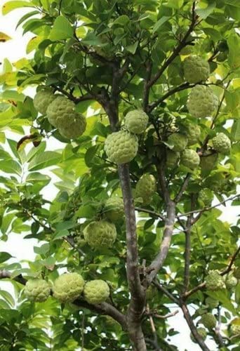 PlantaZee Live Plant Dwarf Rare Exotic Tropical Fruit Grafted Custard Apple/Sarifa/Cithaphael/Sitha Pazum (B09N2K4M5Z) Amazon Price History, Amazon Price Tracker