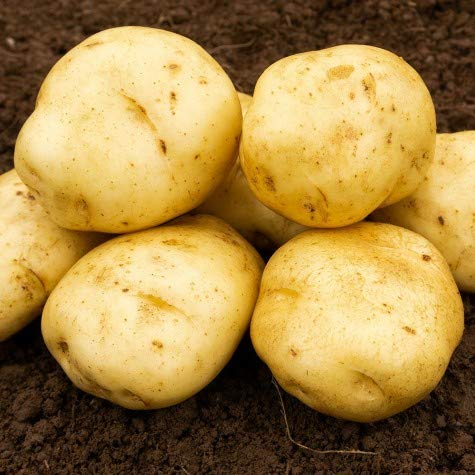 Seed Potato Gemson Second Early Potatoes Grow Your Own Vegetables,X20 Tubers