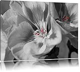 Auteur: Mathias Karner bel iris délicates noir / blanc sur toile, énorme XXL photos complètement encadrée avec civière, impression d\'art sur ??la photo murale avec cadre, moins cher que la peinture ou une peinture à l\'huile, pas une affiche ou une bannière