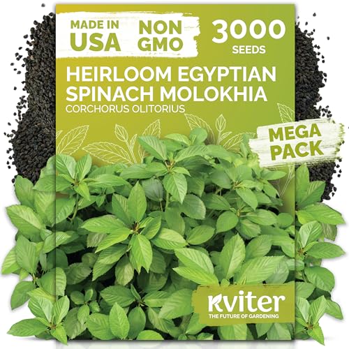 KVITER 3000 Egyptian Spinach Seeds - Molokhia (Corchorus Olitorius) Jute Leaves Ewedu Rau Day Saluyot Vegetable Seed Non GMO & Heirloom Vegetable Seeds for Planting Outdoors & Indoors