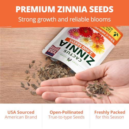 Image of HOME GROWN Zinnia Cactus Mix Seeds - 2000 Heirloom Non-GMO Flower Seeds for Spring 2026 Planting Outdoors, Large Cactus Blooms, Tall Cut Flower Garden, USDA Zones 3-10 (Zinnia elegans)
