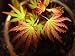 Abigail Rose Japanese Maple 1 - Year TREE