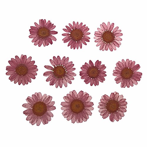 30 piezas de flores secas naturales Chrysanthemum multicaule 2.5-3cm miniatura 1