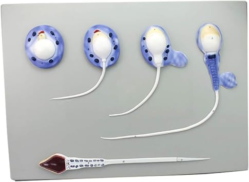 Human Model - Male Reproductive System Model - Medical Education Tools Science Home School Education Aid