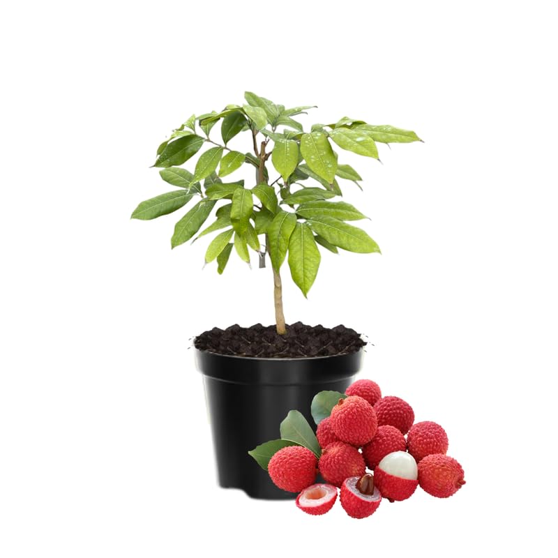 Lychee Fruit Tree Live Plant, 6 to 10 Inches, Lychee Plant Live for Gardening, Tropical Tree Plant