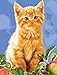 Produktbild Malen nach Zahlen Neuerscheinungen Neuheiten - DIY Ölgemälde durch Zahlen, Malen nach Zahlen Kits - Cute Kitten Cat 16 * 20 Zoll - digitales Ölgemälde Segeltuch-Wand-Kunst-Grafik Landschaftsmalerei für Heim Wohnzimmer Büro Christmas Decor Decorations-Geschenke - DIY Farbe durch Zahl DIY Segeltuch-Kit für Erweiterte Erwachsene Kinder Senioren Junior - neue Ankunfts - No. D85