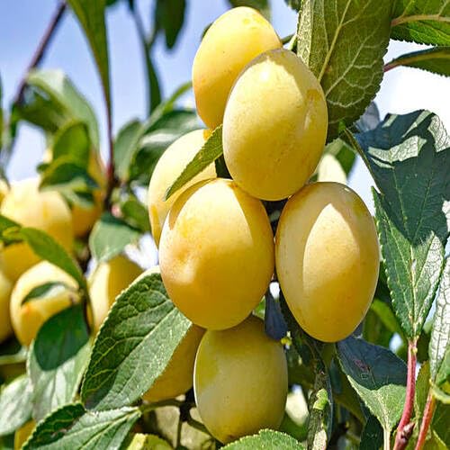 100pcs Yellow Mirabelle Plum Fruit Seeds