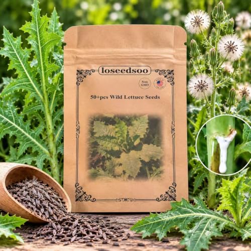 50pcs Wild Lettuce Seeds (Lactuca virosa) Heirloom - Non GMO - Open Pollinated