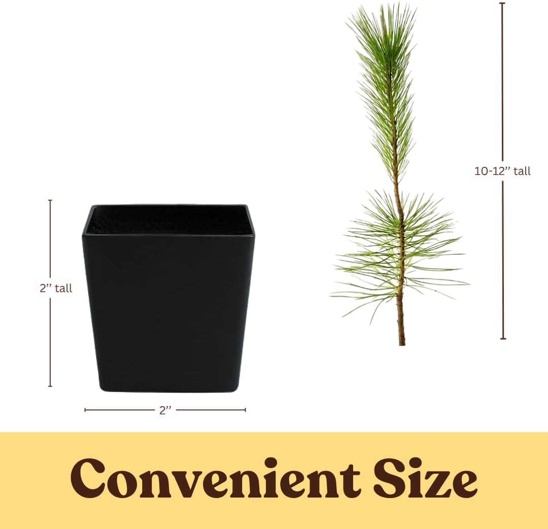 My Shelfie – Japanese Black Pine Bonsai Tree (Pinus thunbergii), 10–12 Inch Tall Live Bonsai Tree in 2-Inch Pot, Evergreen Plant for Indoor or Outdoor Garden Décor (2)