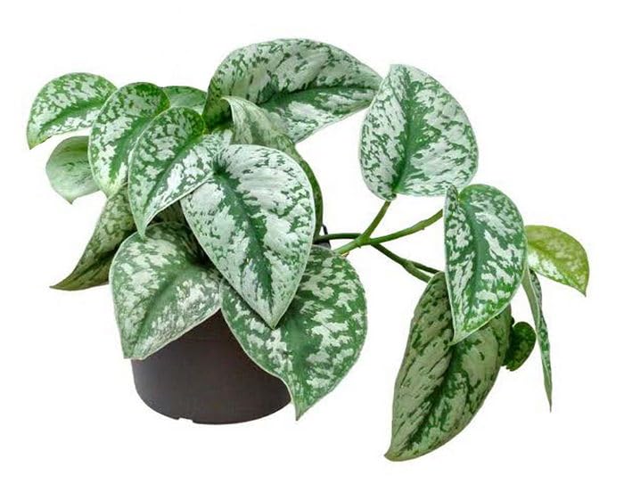 OhhSome Scindapsus Pictus Silver Lady Mini Leaf (Silver Vine) Aka Satin Pothos Live Plant Satin|Pothos(1 Plant) (B0C7VTKZNY) Amazon Price History, Amazon Price Tracker