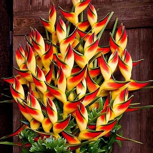 lamphle 50 Unids Raras Heliconia Wagneriana Semillas de Plantas Ornamentales Home Garden Yard Decor for Garden Planting