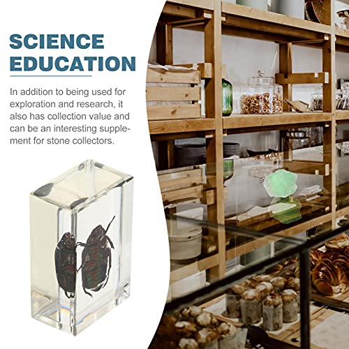 Scicalife Espécime de Inseto Resina Aranha Tarântula Espécime Âmbar Amostras Ferramenta de Ensino de
