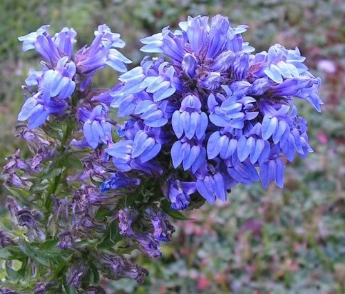 Seedville Great Blue Lobelia Seeds