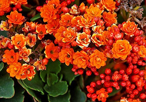 Guruji Plantation Kalanchoe Plant Orange Color Flower with Plastic Pot and Fertelizer (B08Y7LJMXY) Amazon Price History, Amazon Price Tracker