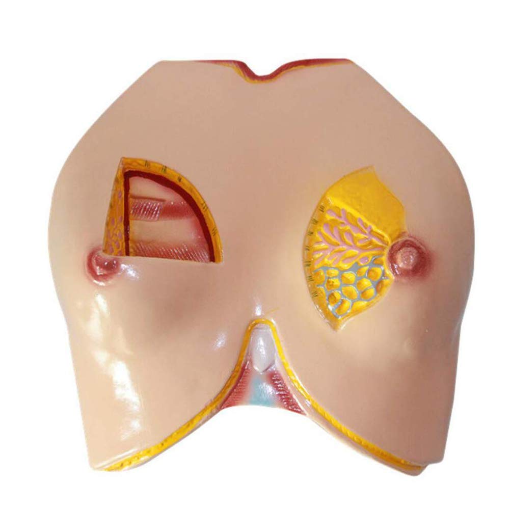Modello anatomico del Seno - Modello anatomico di Organo Umano - Modello anatomico del Seno Femminile - per Studio, Esposizione, insegnamento, Modello Medico, Forniture di Laboratorio