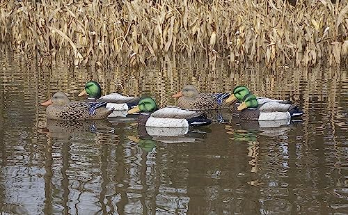 Higdon Outdoors Standard Mallard Duck Decoys | Ultra Realistic Drake & Hen Decoys for Waterfowl Hunting | 4 Resting Drakes 4 Upright Drakes & 4 Resting Hens Foam-Filled 12pk