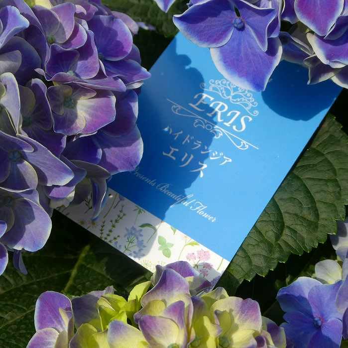 Amazon.co.jp: あじさい エリス 5号鉢 アジサイ 母の日 ギフト