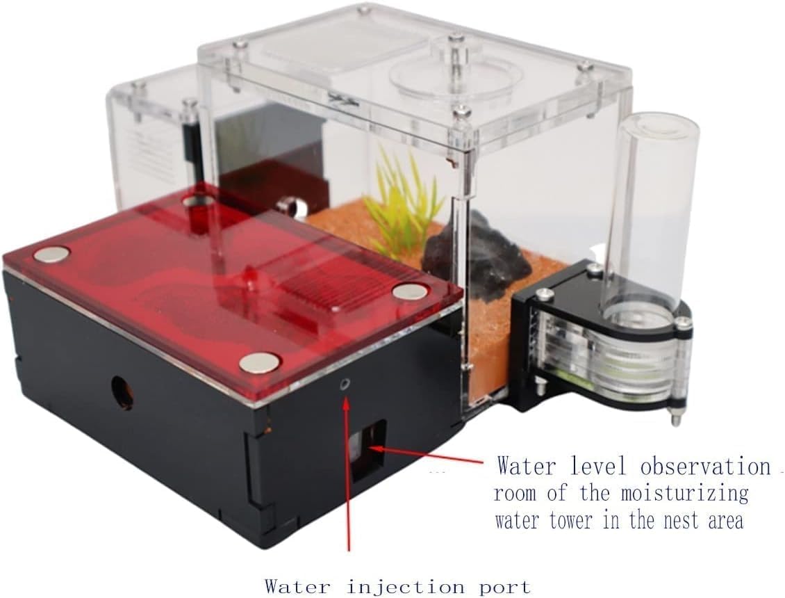 Scatola per allevamento formiche – Grande habitat per osservare formiche vive, formicarium regina, scatola per insetti per alimentazione e officina