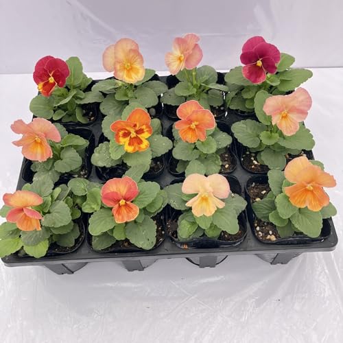 【色と数が選べる】 パンジー キューティーアプリコット 12鉢セットのサムネイル