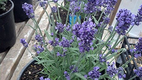 50 Semi Lavandula Ellagance Viola (perenne) lavanda viola