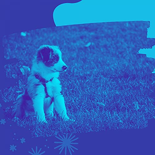 Harp Music Background Music for Doggy Anxiety by Dog Calming Music on