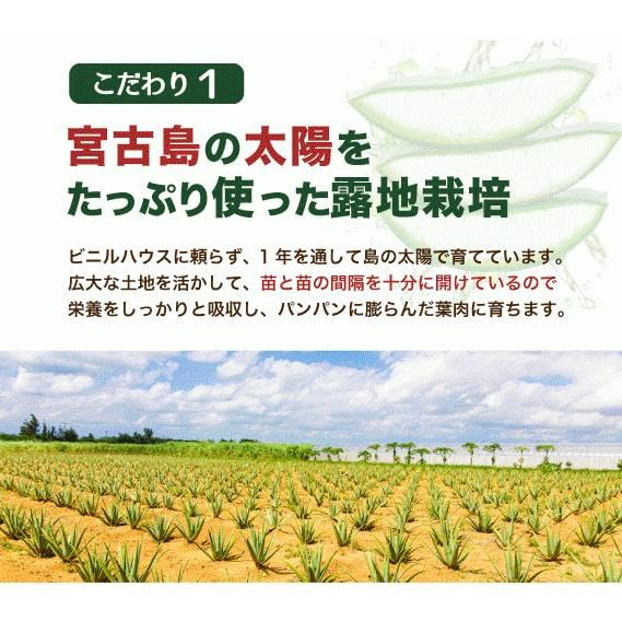 Amazon.co.jp: 沖縄県 宮古島産 アロエベラ 苗 2株 農薬不使用 化学