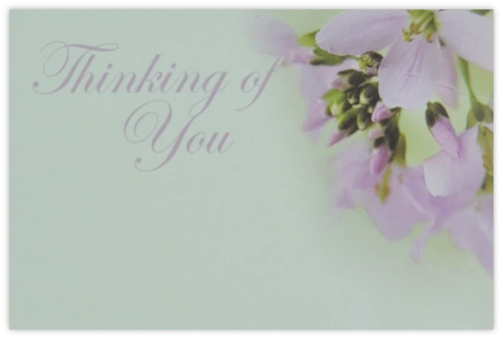 celloexpress Thinking of You (Purple Cuckoo) Flower Message Cards - 90mm x 125mm - Bereavement Florist Card Sympathy Condolences Notes (Pack of 12)