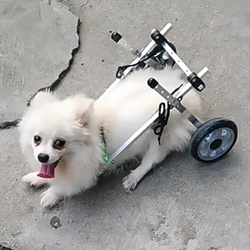 Silla de ruedas para perros pequeños y medianos: disfruta otra vez de los paseos diarios
