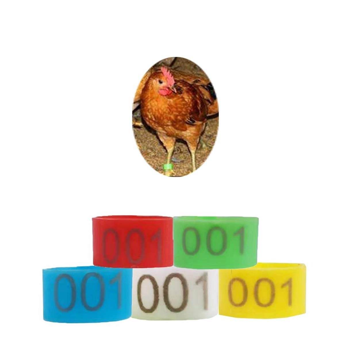 anelli identificativi per pollame, Fasce for identificare il pollame, 100 pezzi, con clip, in plastica riutilizzabile, multicolore, 16,20,25 mm(Blue,25mm)