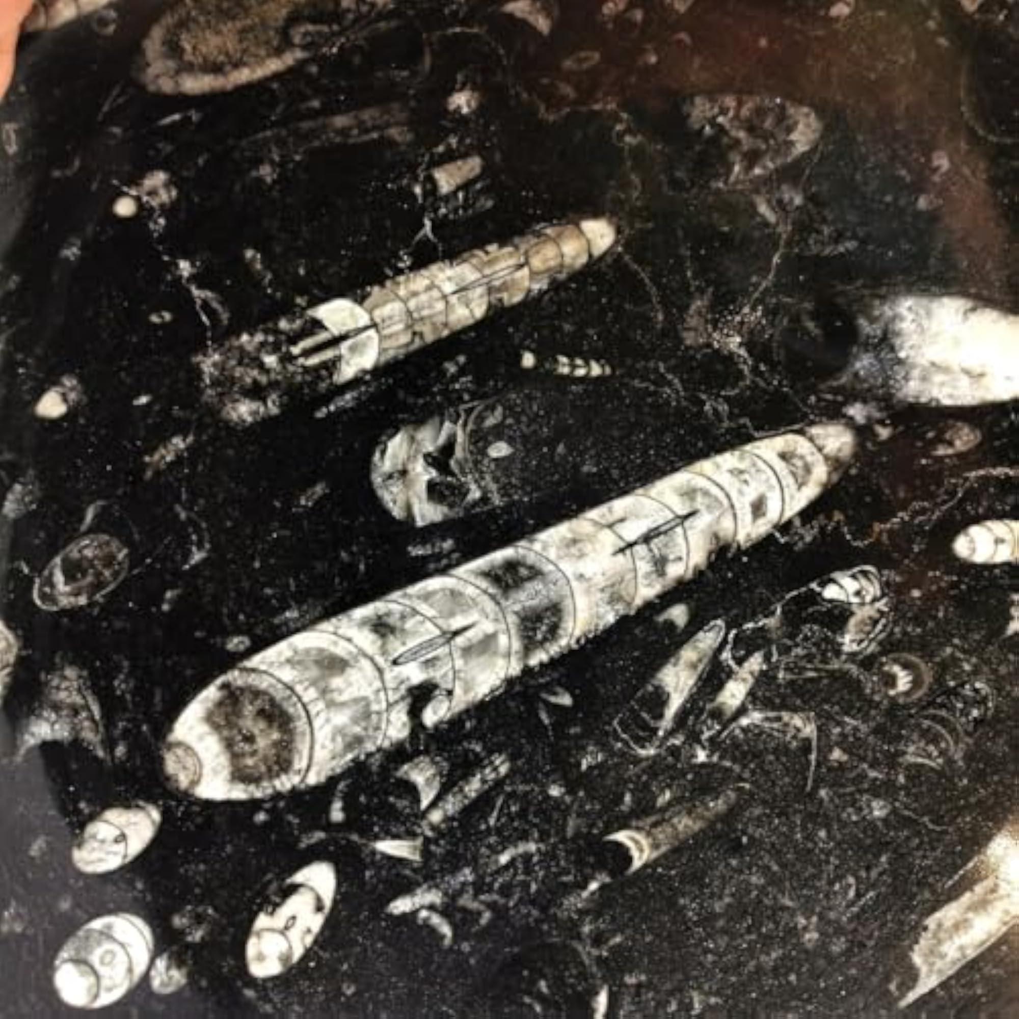 Natural Orthoceras Kuber Crystal Bowl for Prosperity