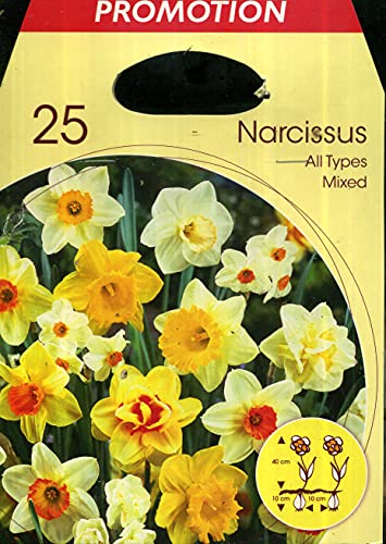 Holland Park Bulbi da Trapianto di Vari Colori e Tipologie a Fioritura Primaverile/Estiva (NARCISI ALL TYPES MIX 25 bulbi)