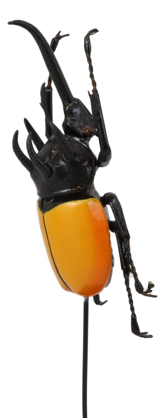Amazon.com: Ebros Exotic Entomology Beetle Faux Taxidermy
