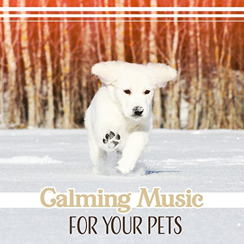 Calming Music for Your Pets Soothing Sounds for Dogs