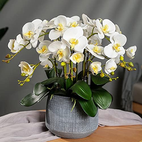 Rode Phalaenopsis Zaden, 100 Stks/zak Phalaenopsis Zaden Orchidee Bloem Bonsai Planten Multi-Color Bloei Indoor Outdoor… - Afbeelding 4