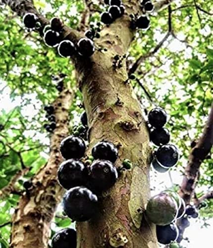 yunakesa Rare Exotic Jaboticaba Jabuticaba Live Fruit Tree (6 in. to 2 ft.)