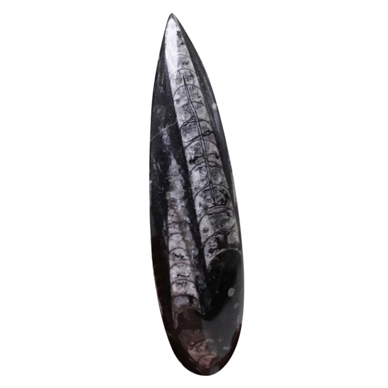 Especimen Fósil Orthoceras Natural Grande Modelo de Paleontología para Enseñanza y Colección Juguete Educativo para Decoración Científica de -océano