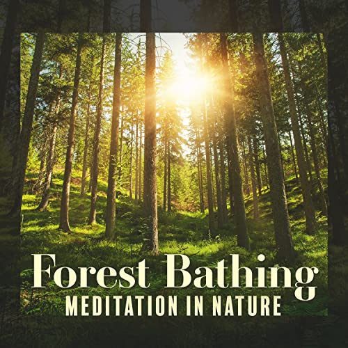 Play Forest Bathing Meditation in Nature (Birds Chirping, Soothing