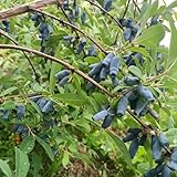 Semillas de arándano siberiano, para lecho elevado raras, interior, 30pcs