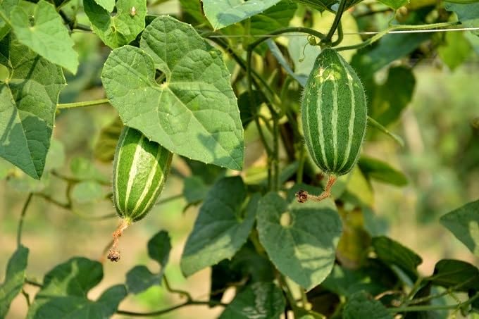 Parwal seeds for home garden (20 seeds) (B0C7CH8FK6) Amazon Price History, Amazon Price Tracker